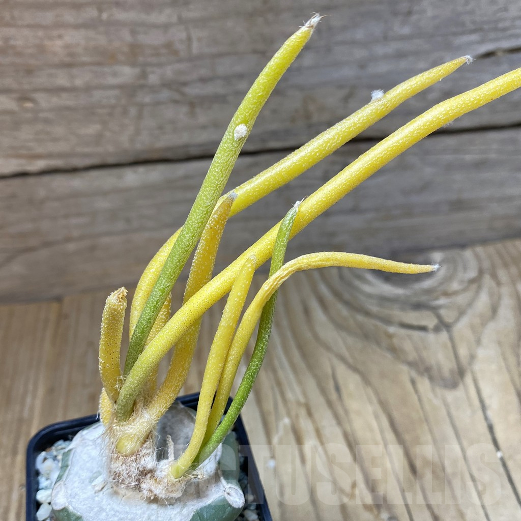 SH9826 Astrophytum caput-medusae f. variegata, grafted