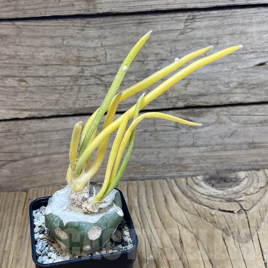 SH9826 Astrophytum caput-medusae f. variegata, grafted - Image 2