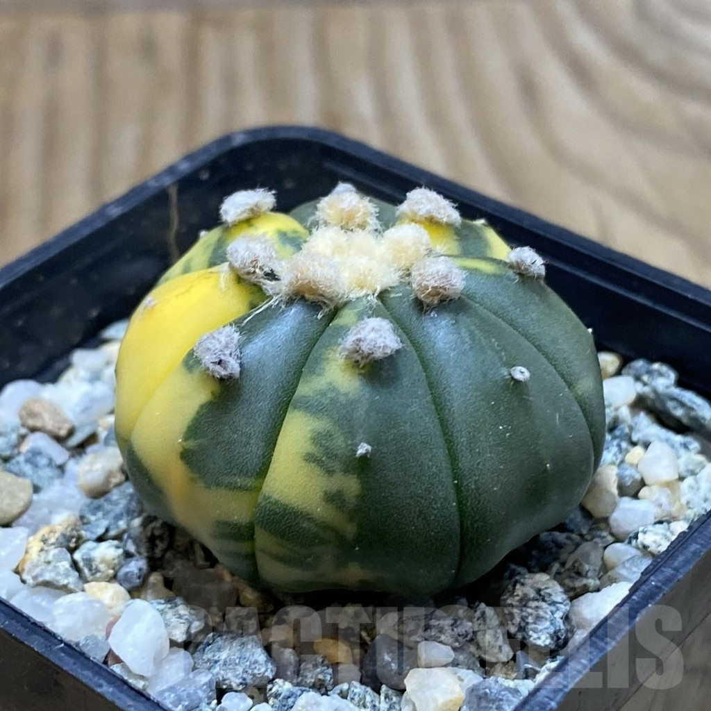 SH9827 Astrophytum asterias f. variegata - Image 2