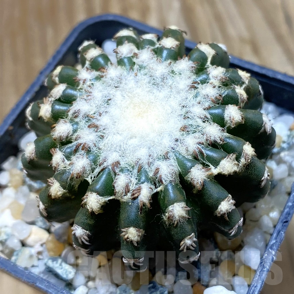 SH10083 Discocactus horstii