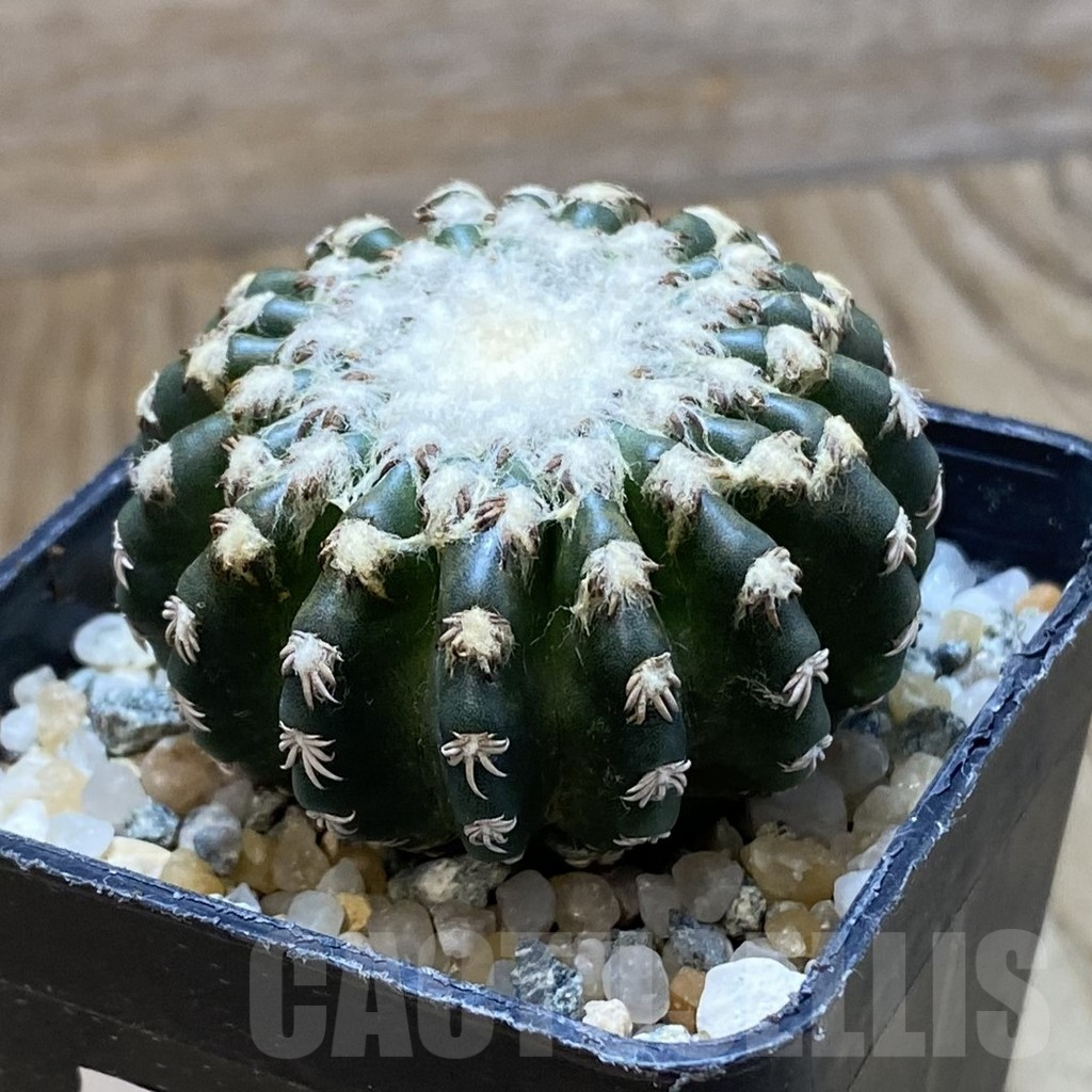 SH10083 Discocactus horstii - Image 2