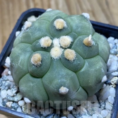 SH10085 Astrophytum asterias ‘Kikko’