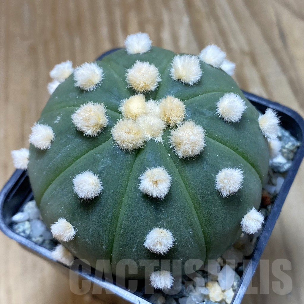SH10087 Astrophytum asterias 'Ooibo'