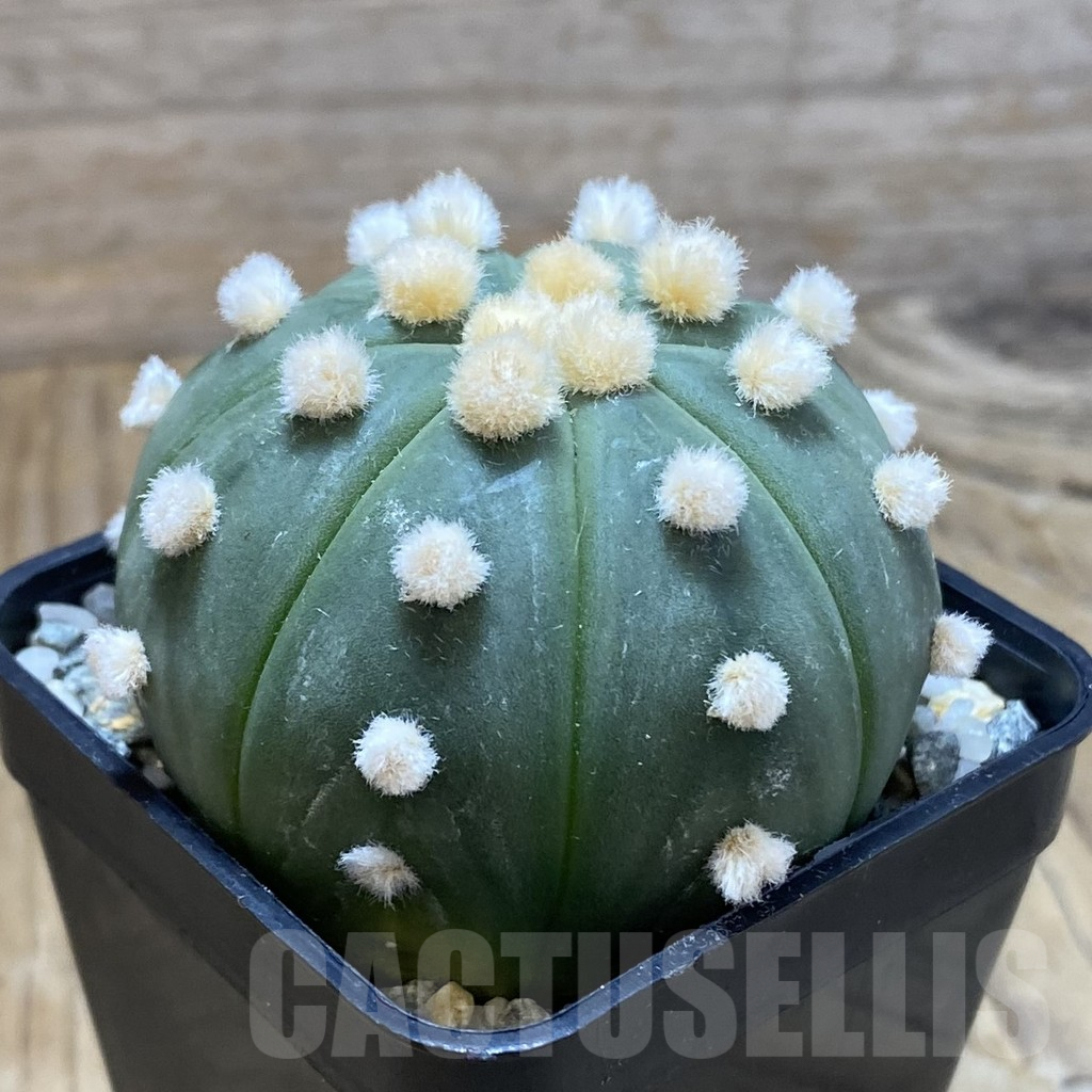 SH10087 Astrophytum asterias 'Ooibo' - Image 2