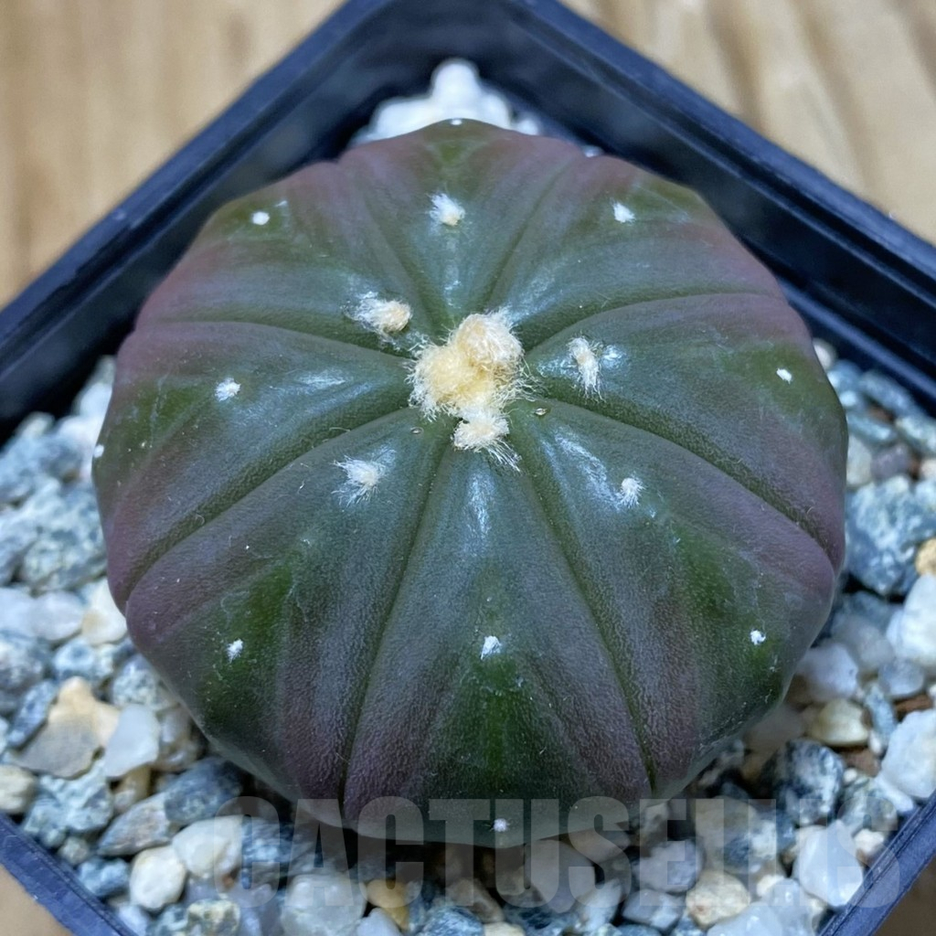 SH10089 Astrophytum asterias 'Purple Skin'