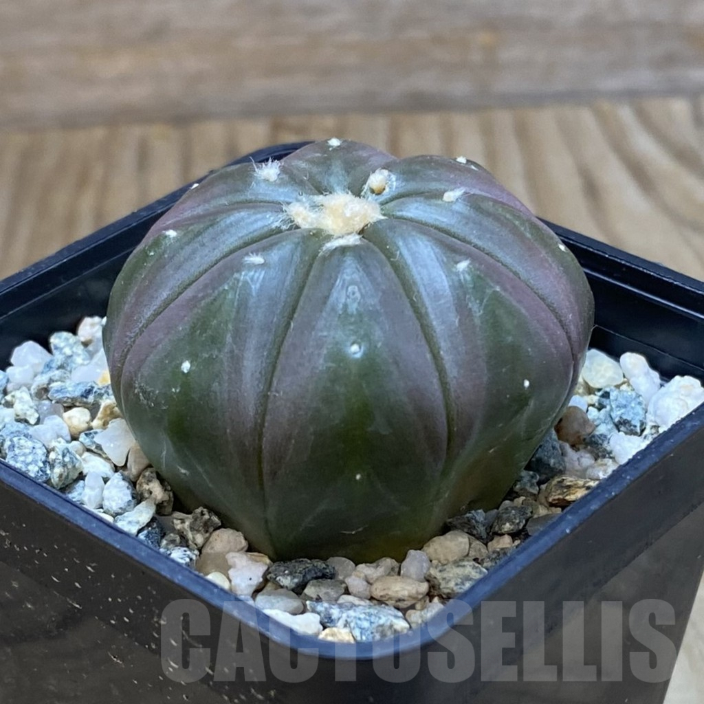 SH10089 Astrophytum asterias 'Purple Skin' - Image 2