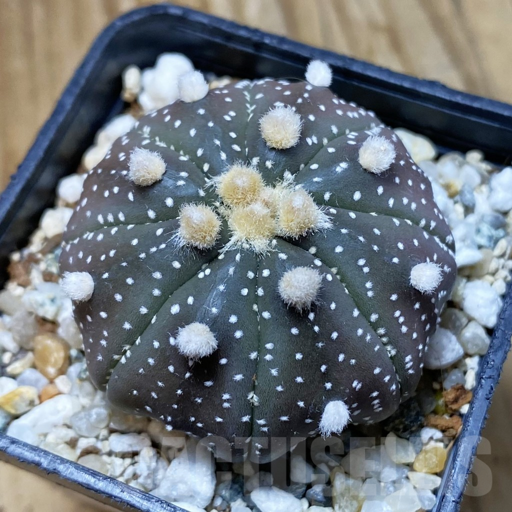 SH10090 Astrophytum asterias 'Purple Skin'