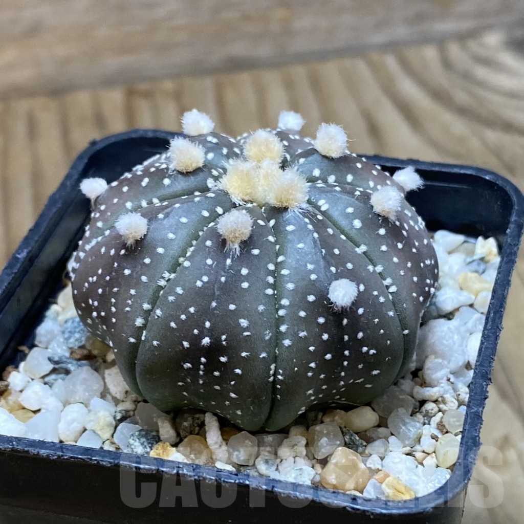 SH10090 Astrophytum asterias 'Purple Skin' - Image 2