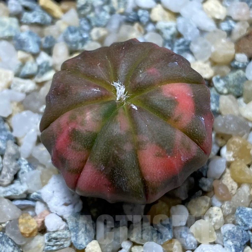 SH10091 Astrophytum asterias 'Red Purple Skin' f. variegata