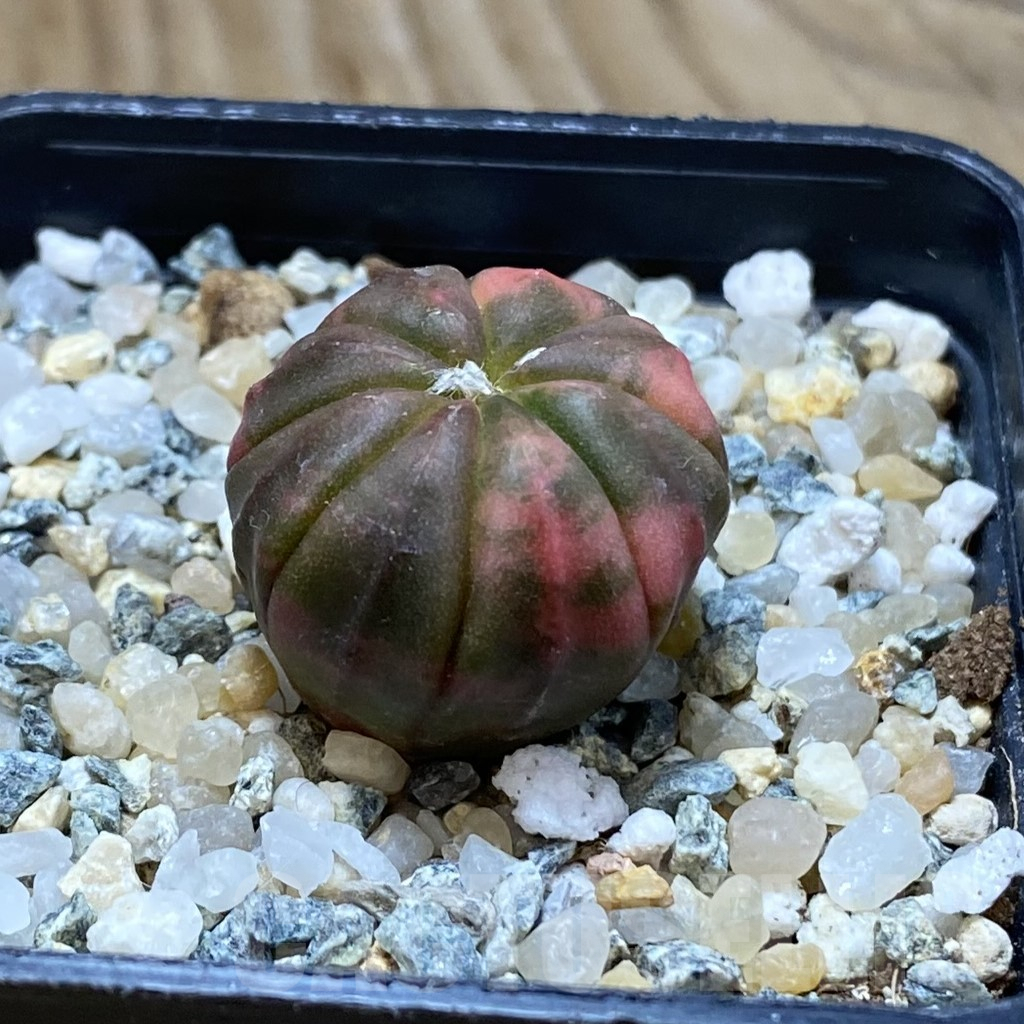 SH10091 Astrophytum asterias 'Red Purple Skin' f. variegata - Image 2