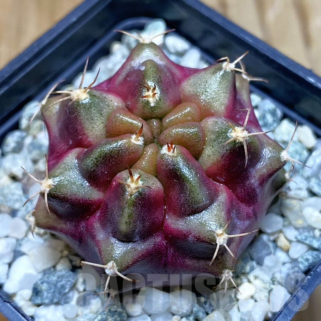 SH10054 Gymnocalycium mihanovichii ‘Purple Nebula’