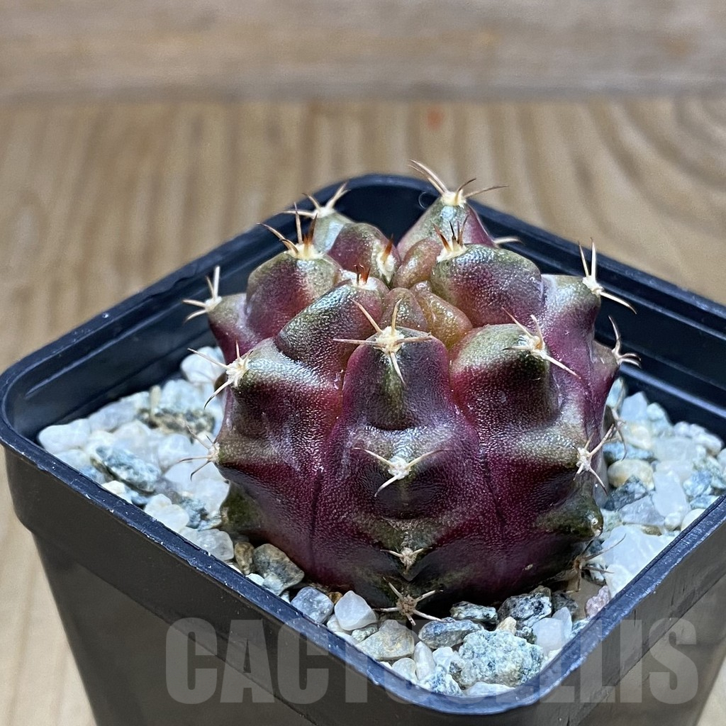 SH10054 Gymnocalycium mihanovichii ‘Purple Nebula’ - Image 2