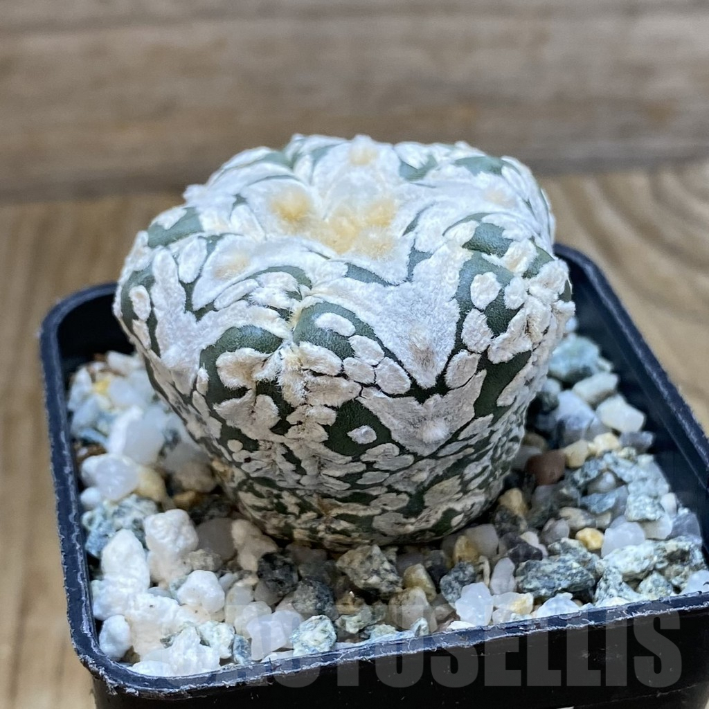 SH10105 Astrophytum asterias ‘Super Kabuto’ V-Type, 5-ribs - Image 2