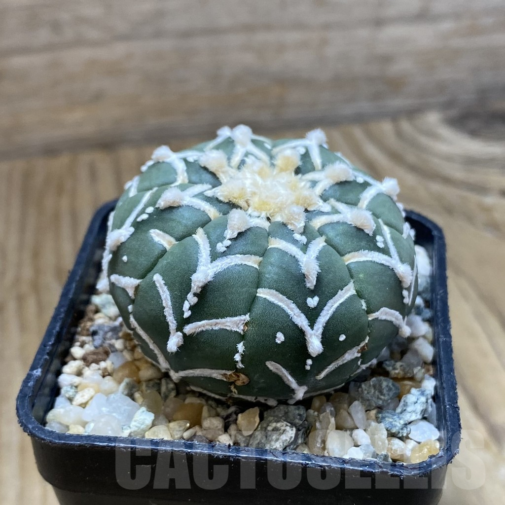 SH10114 Astrophytum asterias 'Super Kabuto' V-type f. nudum - Image 2