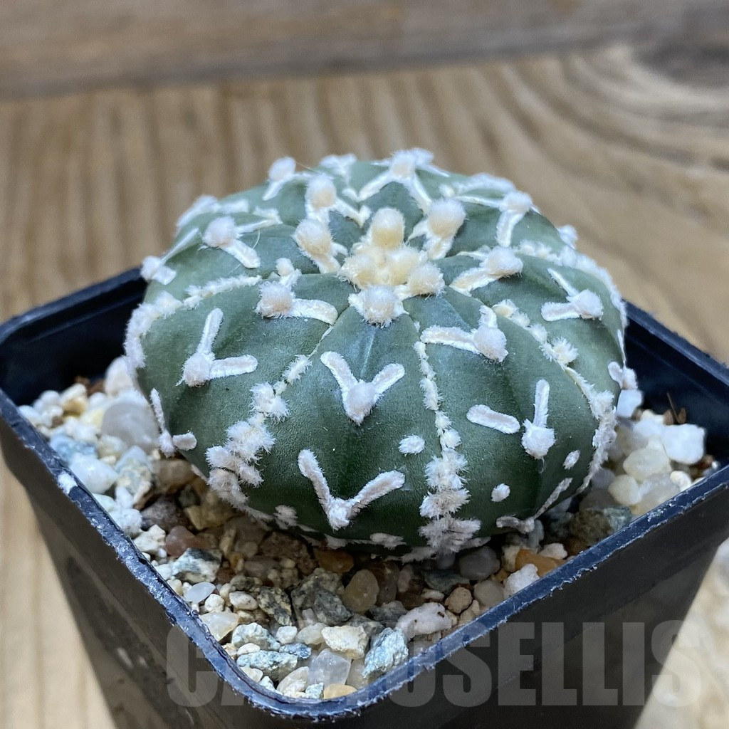 SH10116 Astrophytum asterias 'Super Kabuto' V-type f. nudum - Image 2