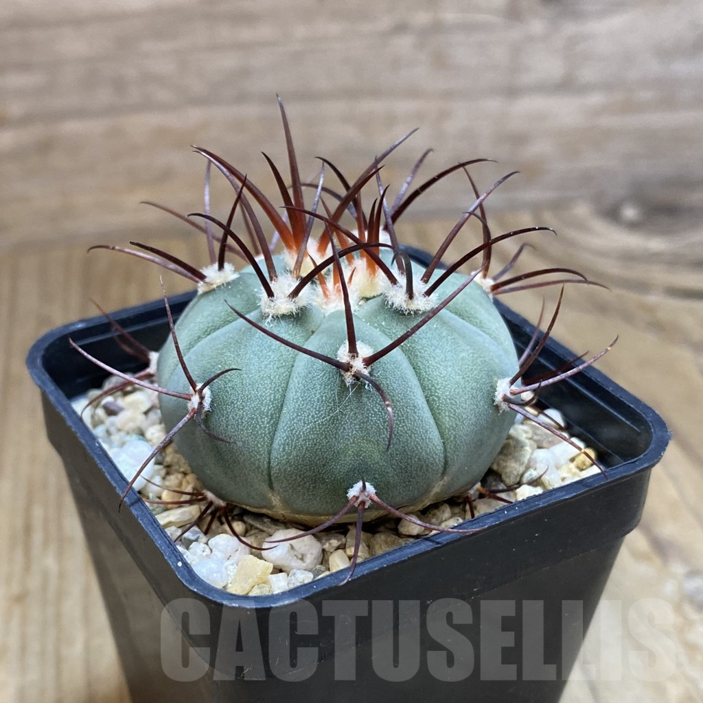 SH10056 Gymnocalycium cabreraense VOS 2122 - Image 2