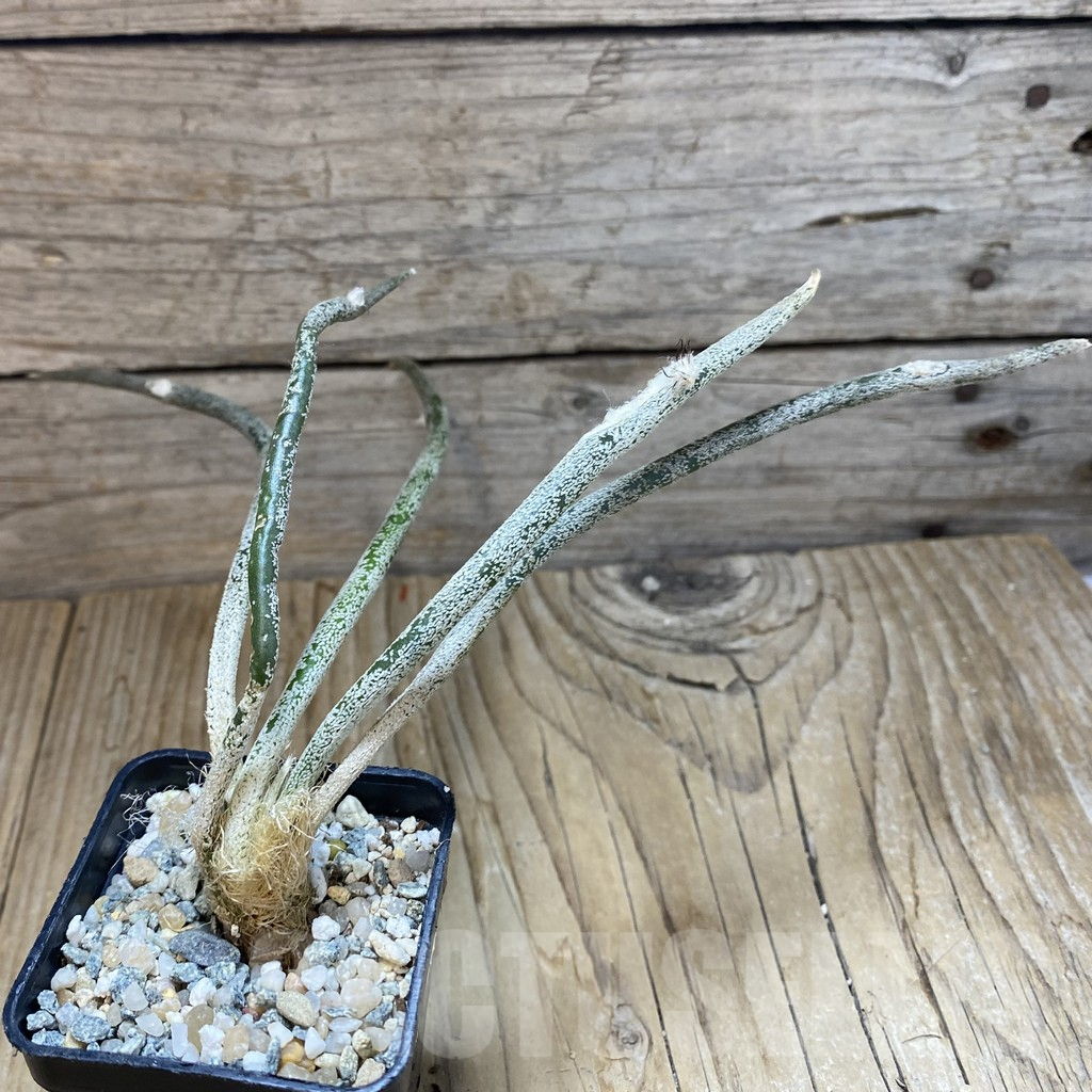 SH10059 Astrophytum caput-medusae, seedling - Image 2