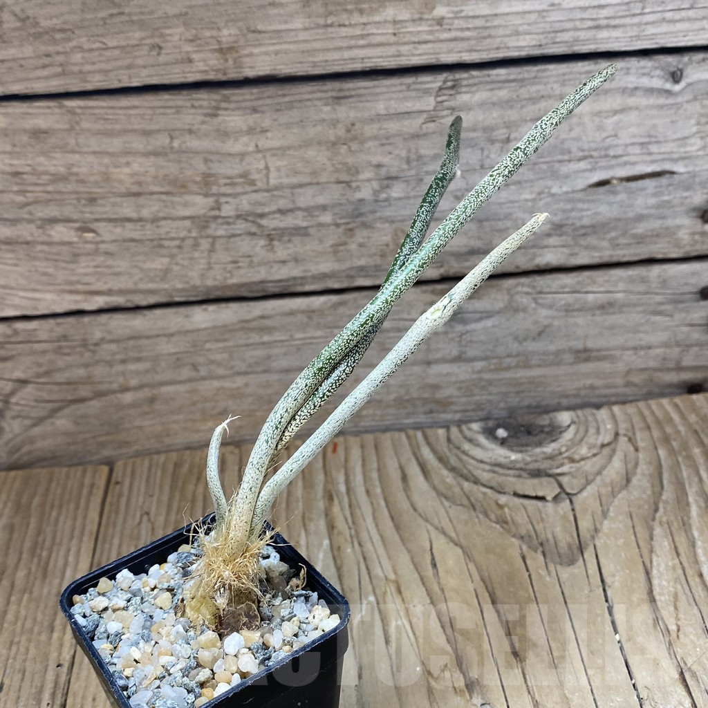 SH10060 Astrophytum caput-medusae, seedling - Image 2