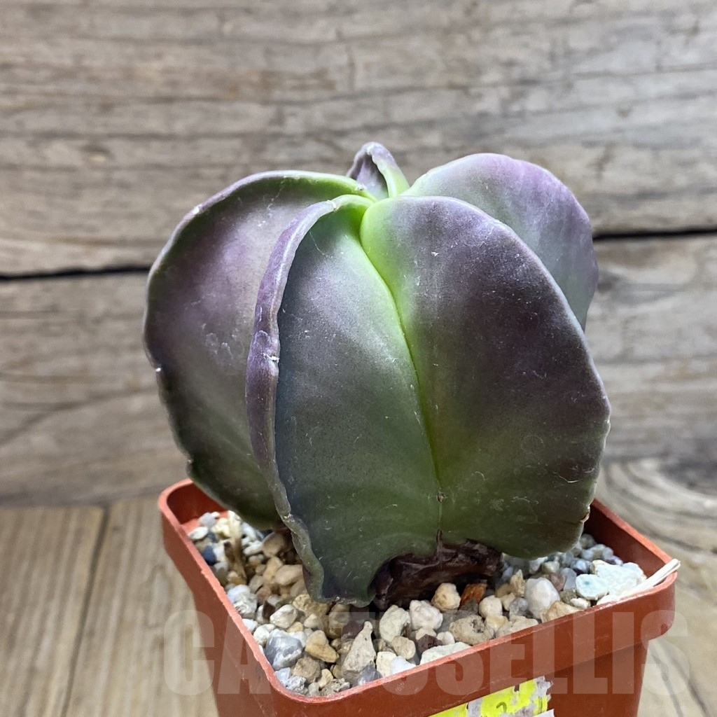 SH10061 Astrophytum myriostigma f. nudum - Image 2