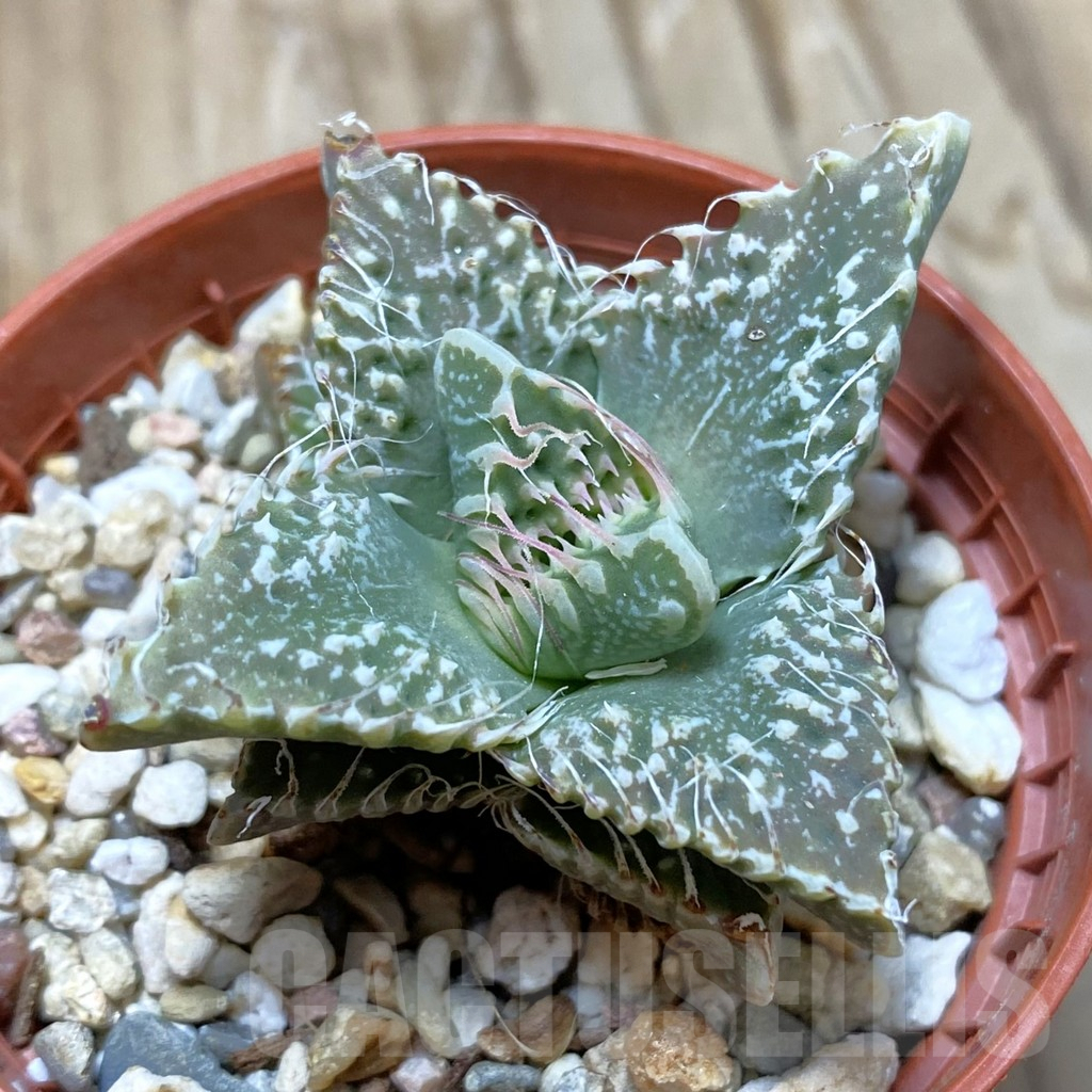 SH10069 Faucaria tuberculosa -Japan-