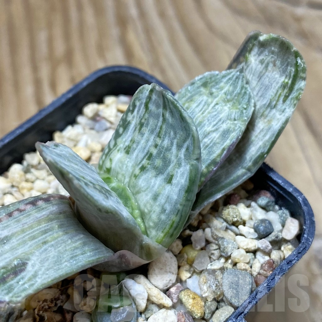 SH10070 Gasteria nigricans v. marmorata f. variegata