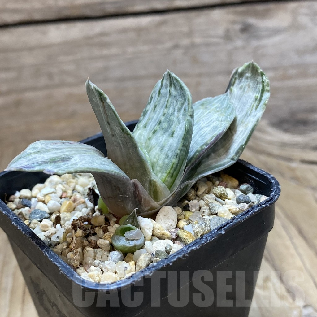 SH10070 Gasteria nigricans v. marmorata f. variegata - Image 2