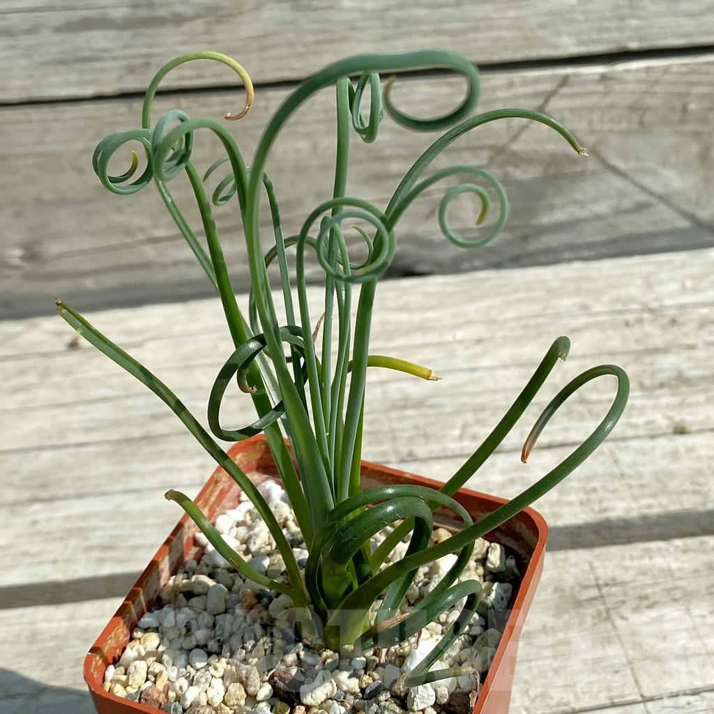 SH10071 Albuca spiralis - Image 2