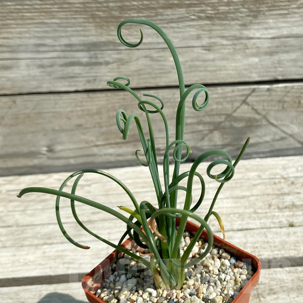SH10071 Albuca spiralis