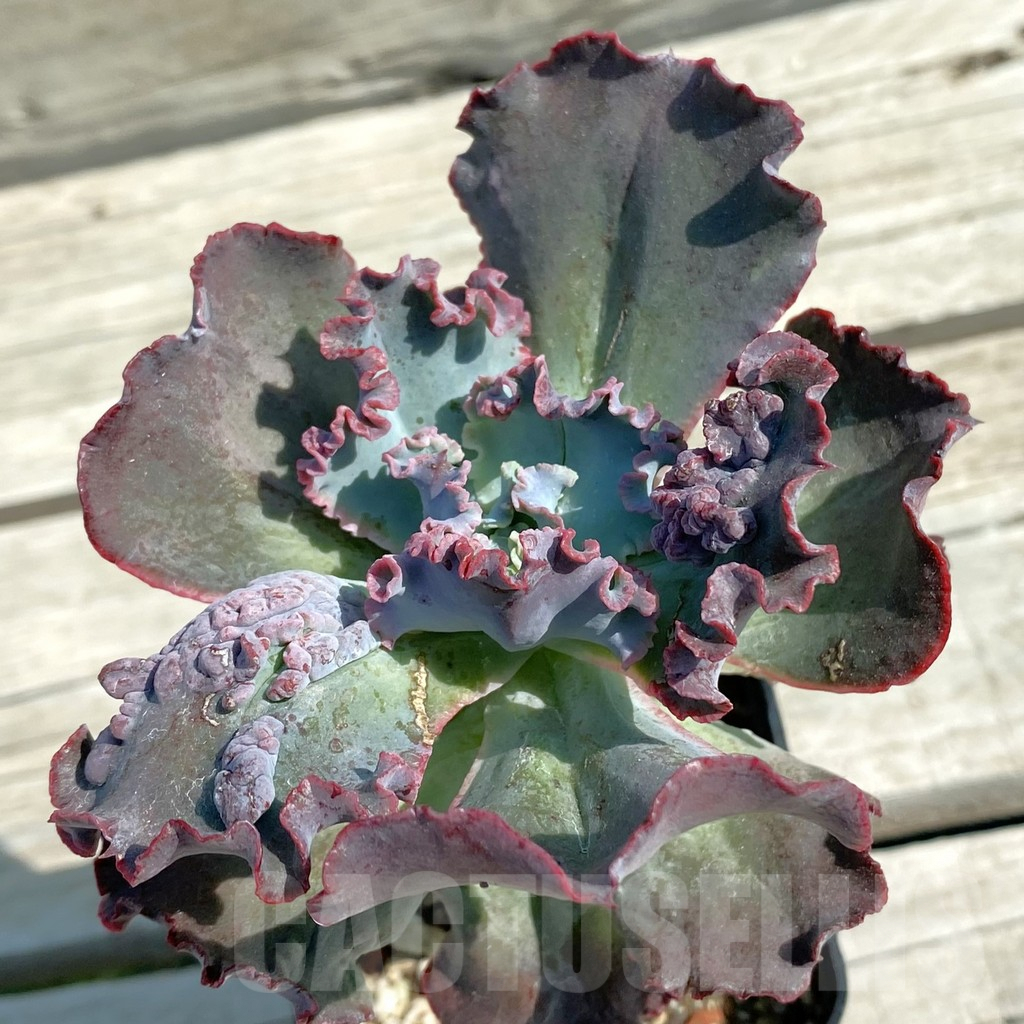 SH10075 Echeveria ‘Etna’