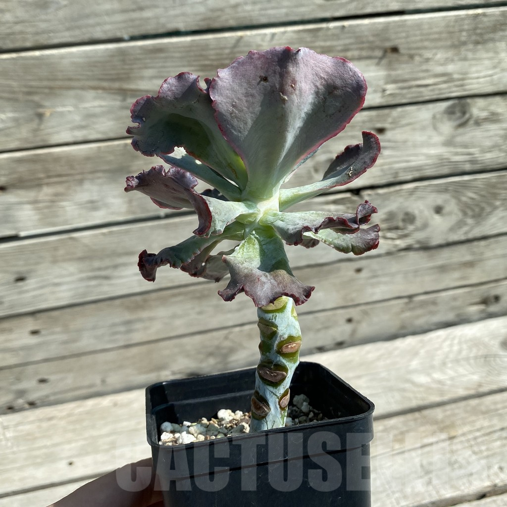 SH10075 Echeveria ‘Etna’ - Image 2
