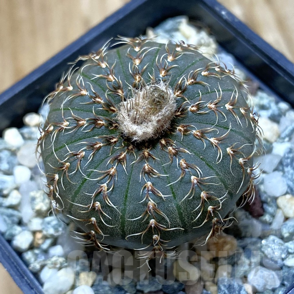 SH10080 Frailea asterioides