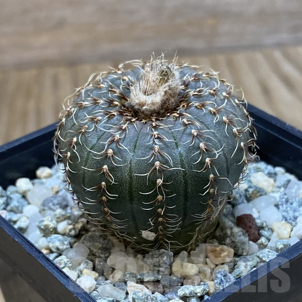 SH10080 Frailea asterioides - Image 2