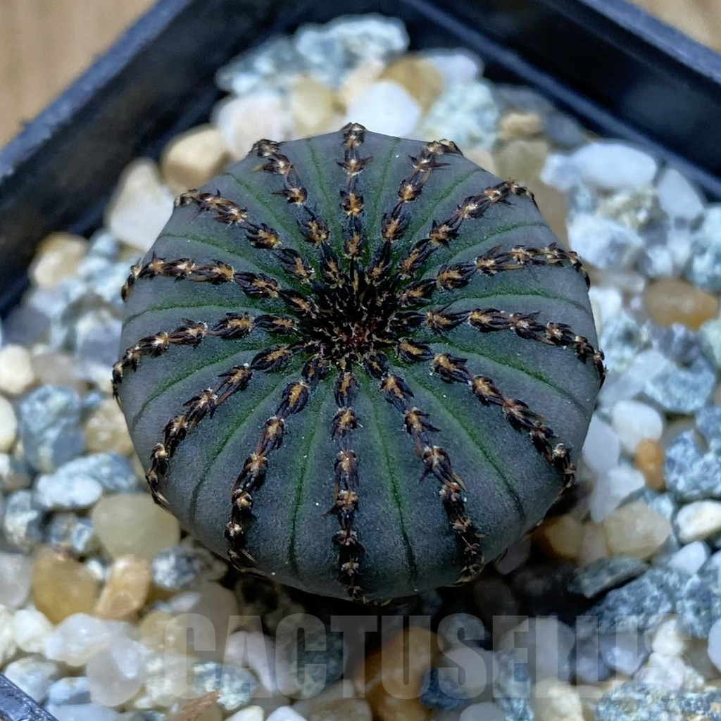 SH10081 Frailea asterioides