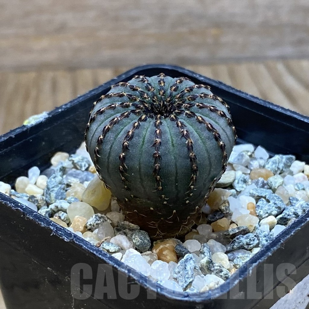 SH10081 Frailea asterioides - Image 2