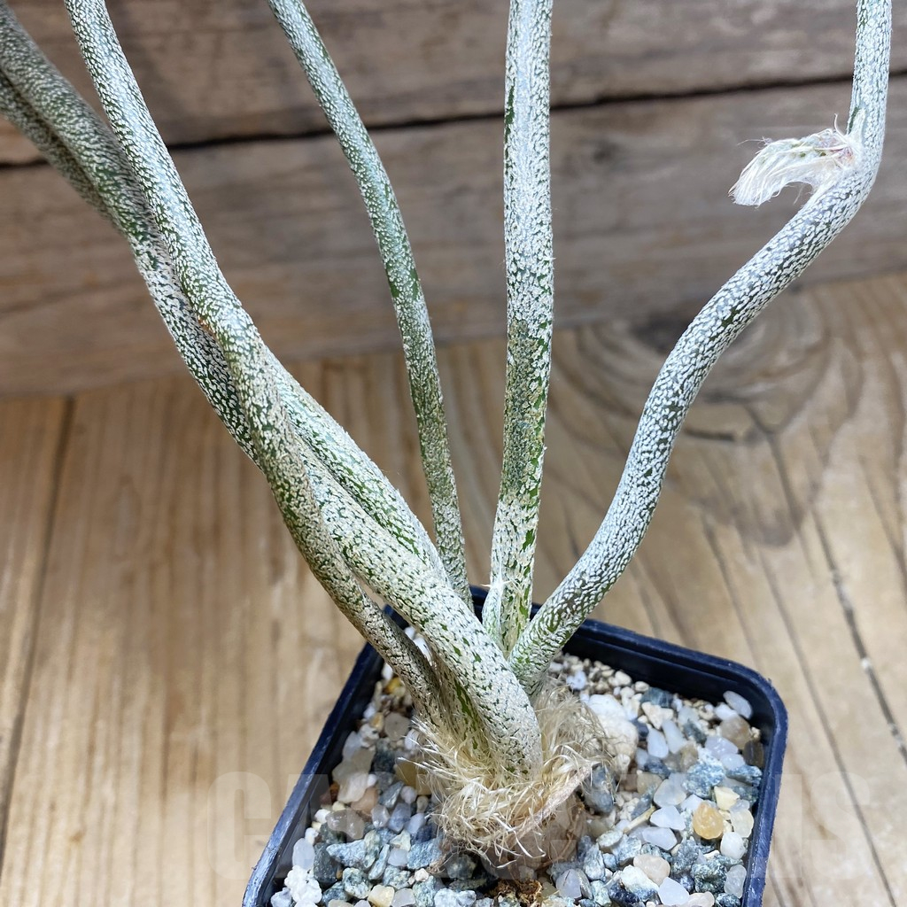 SH10239 Astrophytum caput-medusae, seedling
