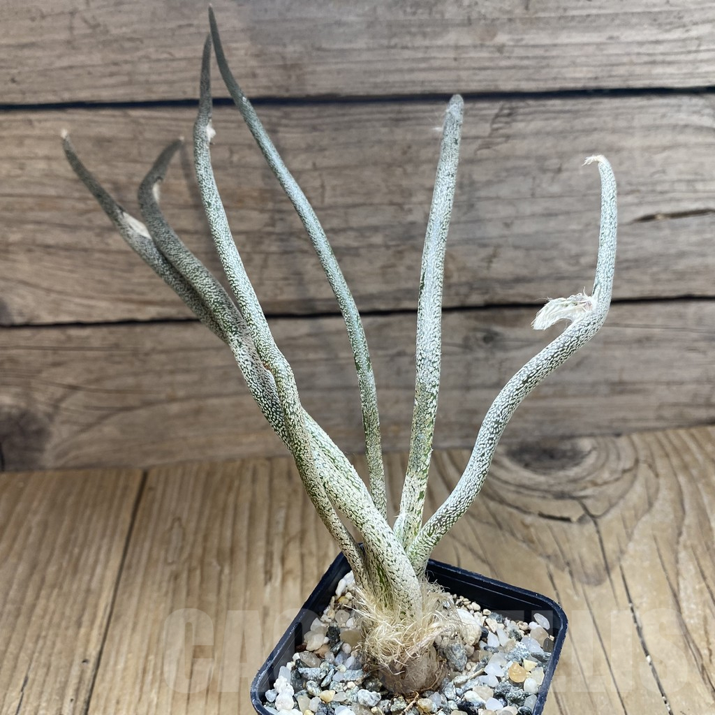 SH10239 Astrophytum caput-medusae, seedling - Image 2
