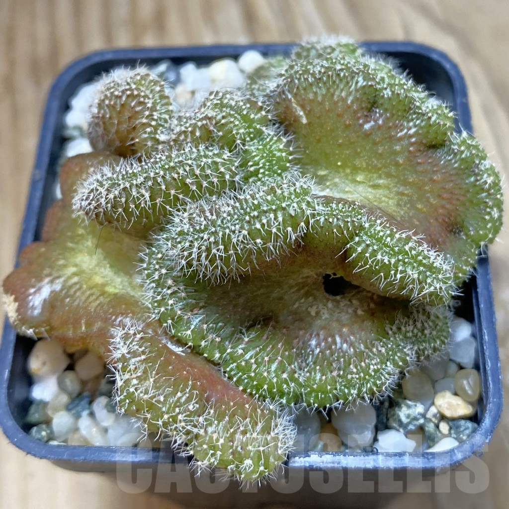 SH10249 Setiechinopsis mirabilis f. cristata