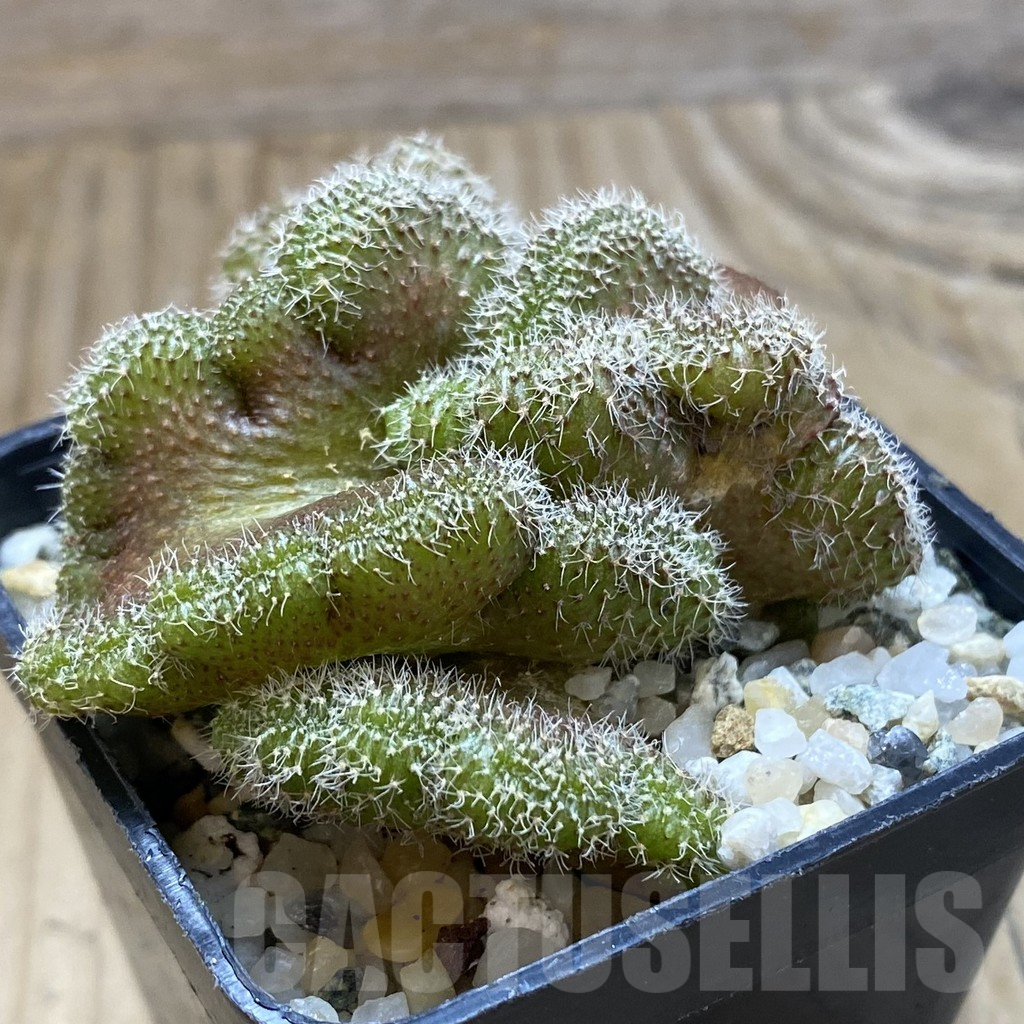 SH10249 Setiechinopsis mirabilis f. cristata - Image 2