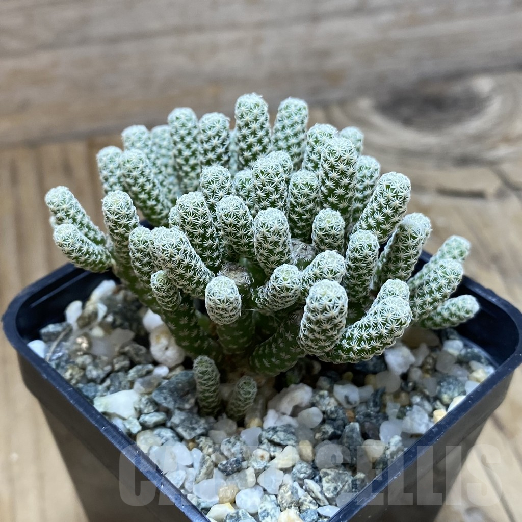 SH10205 Turbinicarpus krainzianus v. minimus - Image 2