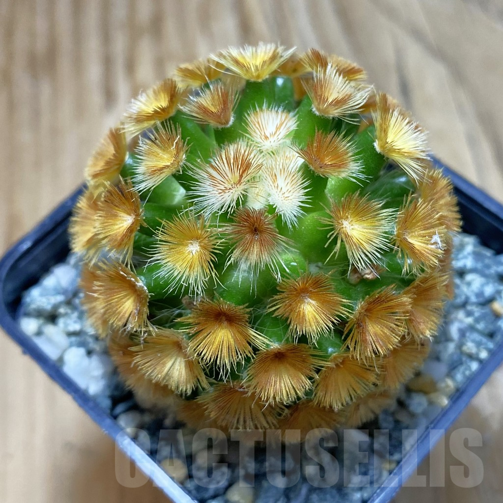 SH10250 Mammillaria carmenae ‘Buddha’, seedling