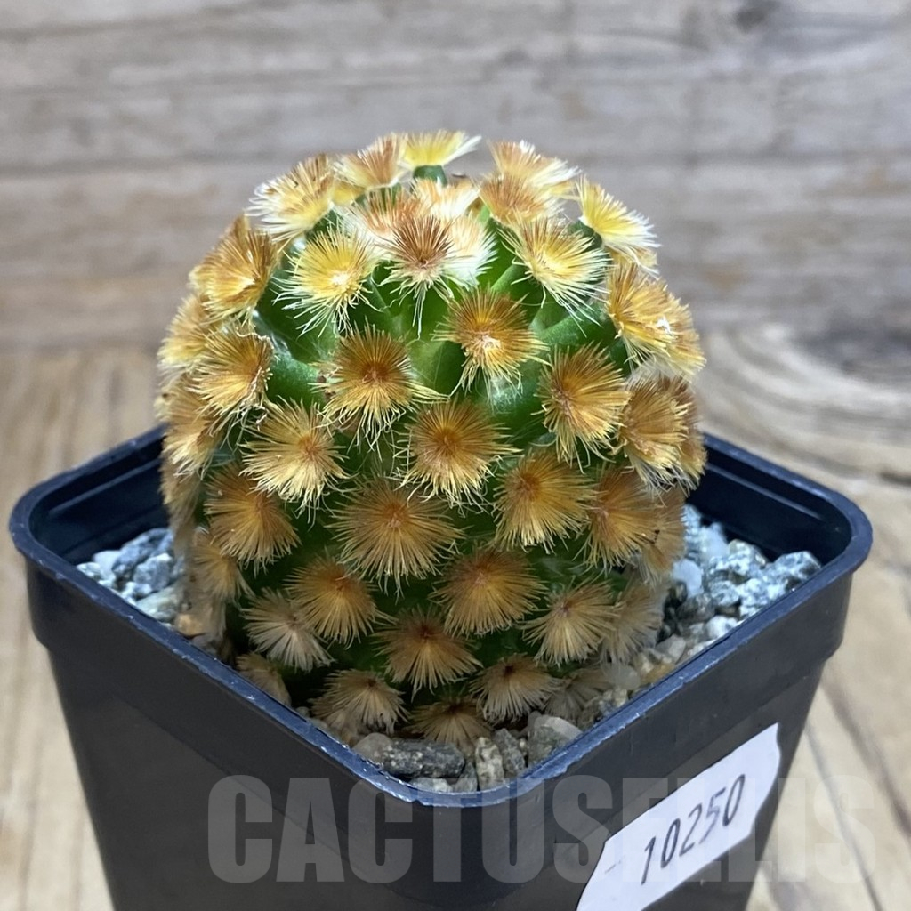 SH10250 Mammillaria carmenae ‘Buddha’, seedling - Image 2