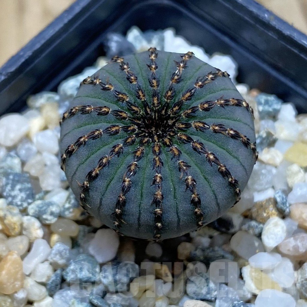 SH10254 Frailea asterioides