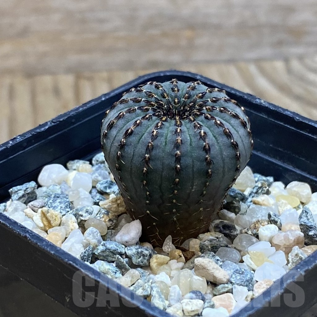 SH10254 Frailea asterioides - Image 2