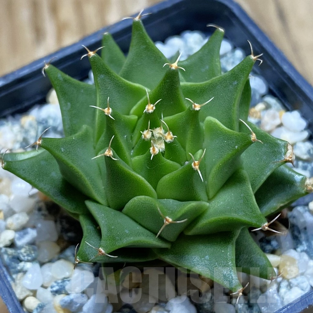 SH10158 Obregonia denigrii