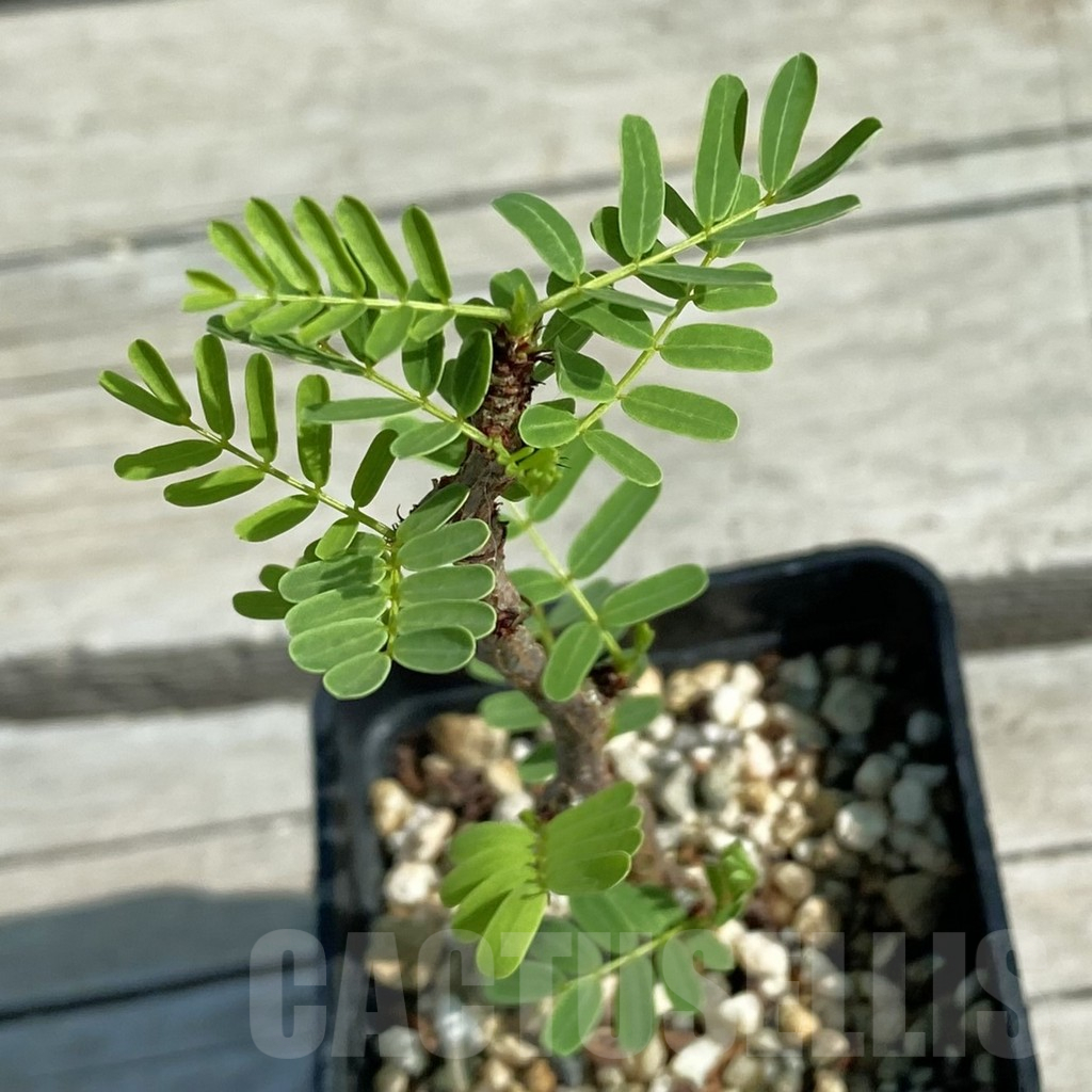 SH10259 Senna meridionalis