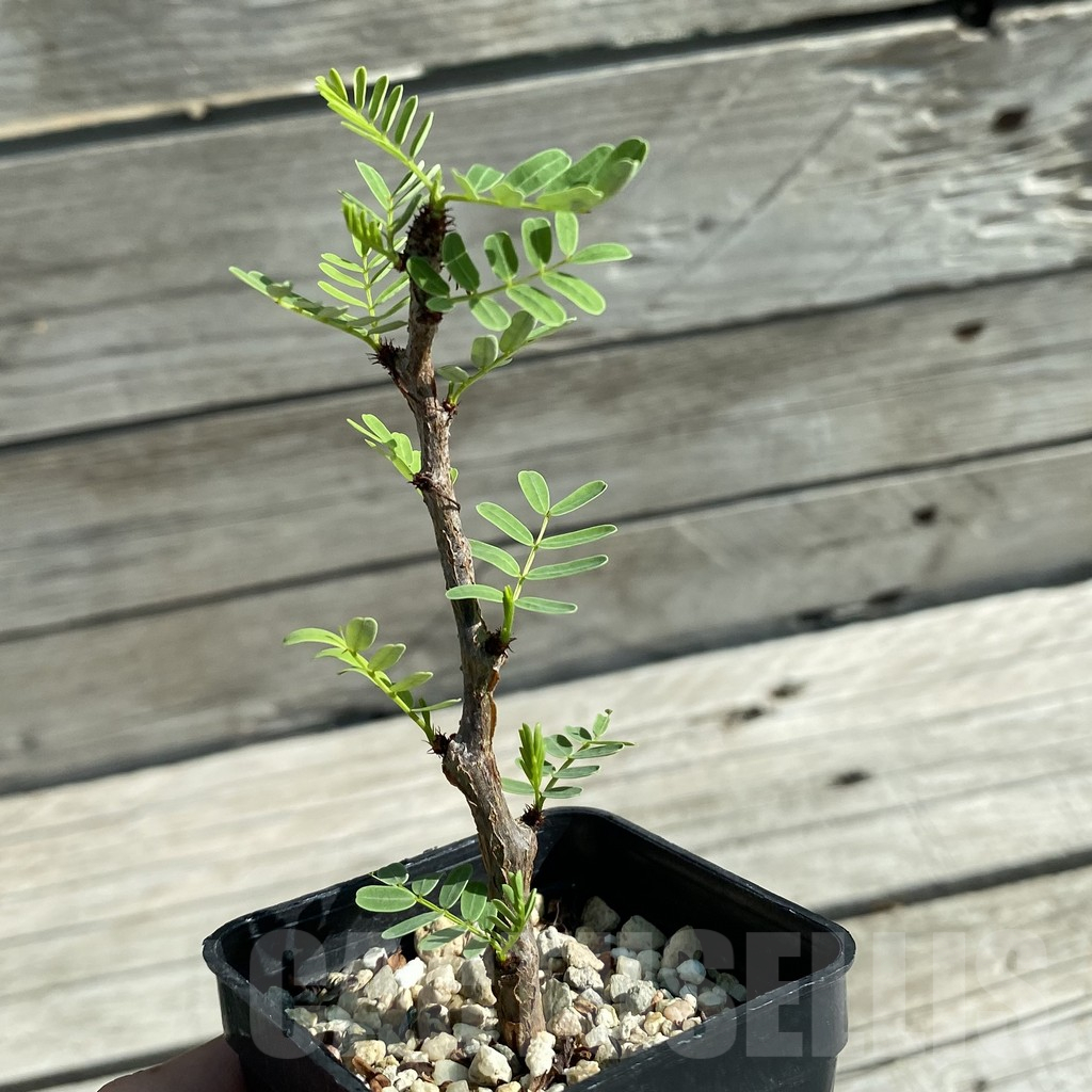 SH10259 Senna meridionalis - Image 2