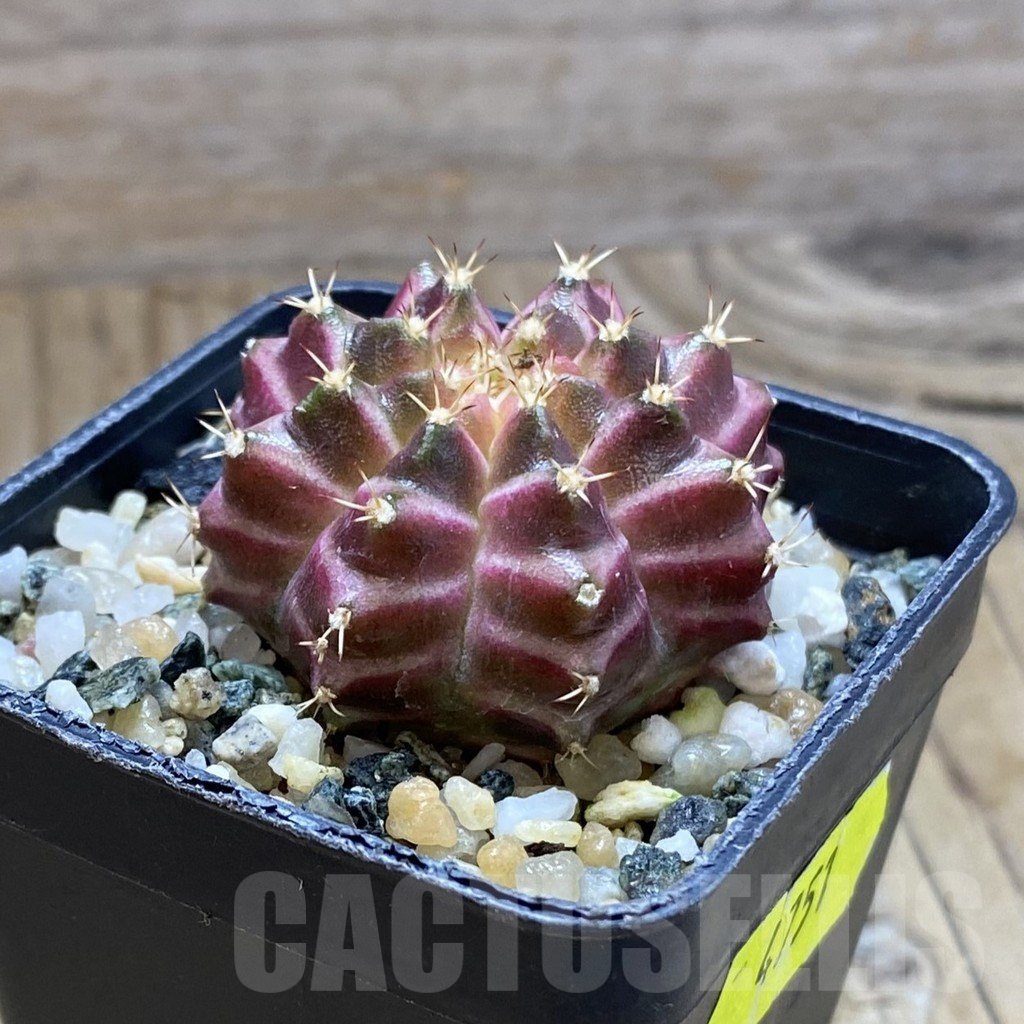SH10213 Gymnocalycium mihanovichii 'Neon Pink', seedling - Image 2