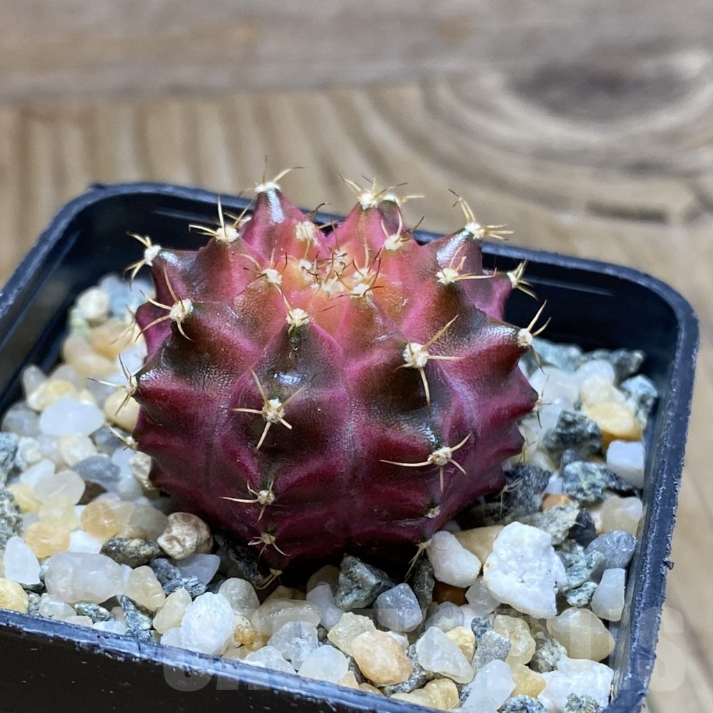 SH10214 Gymnocalycium mihanovichii ‘Neon Pink’, seedling - Image 2