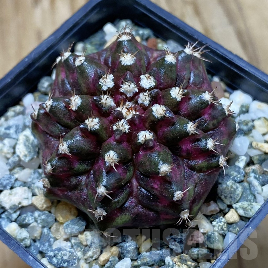 SH10217 Gymnocalycium mihanovichii 'T-Rex', seedling