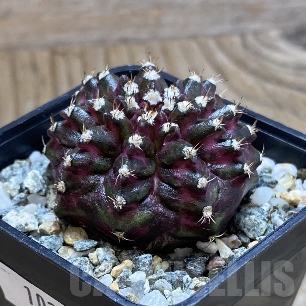 SH10217 Gymnocalycium mihanovichii 'T-Rex', seedling - Image 2